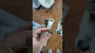 EASYPILL Smectite pour chien - Zoomalia