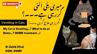 Why Is My Cat Vomiting? Real Causes & Home Treatment in Urdu | Vet Guide Dr Zahid Afzal