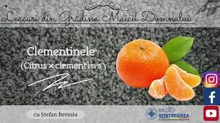 Leacuri din Grădina Maicii Domnului - Clementinele