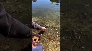 Linguados fazendo fila para ganhar comida na m&atilde;o #natureza #linguado #pesca
