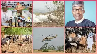 MIYETTI ALLAH DEMANDS FULL COMPENSATION FROM FG OVER THEIR COWS Ķ&sup1;ŁŁ&euro;Đ BY NAF