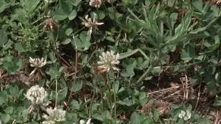 Ag Minute #804 Beneficial Bugs (Air Date 7-17-16)
