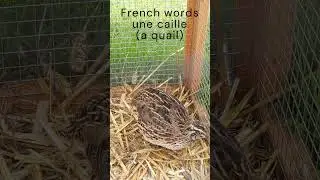 une caille