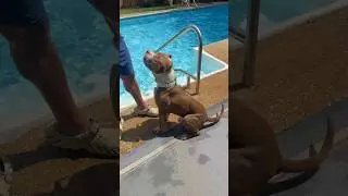 How long can dogs swim for?
