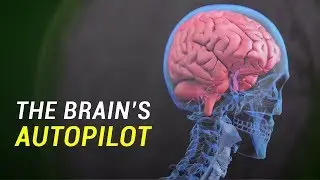 Brain Autopilot: The Brain's Default Mode