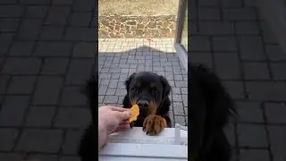 Friendly Neighbour DOG #shorts