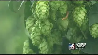 Hop industry booming for Idaho farmers'