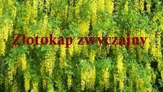 Złotokap zwyczajny - Laburnum anagyroides