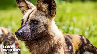 Surviving the Drought: Wild Dogs Stand Against Predators | Wild Dogs: Running With The Pack 102