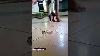 cat prank funny #viral #cat #prank #trend #jeffystarstudio #status #jeffystar #laugh #trending #cute
