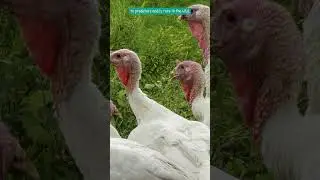 Turkey Know-How - Sights and Sounds #shorts #turkey #naturelovers