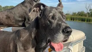 The Great Dane Boogie Woogie Book Trailer  #fypシ  #shorts  #short  #kidssong  #booktrailers #video