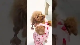 Dressing Up Our Pets &ndash; Fashion Fun, Funny Reactions & Cuteness Overload #catoutfits #cutepets