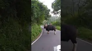 bison at sirumalai Dindigul