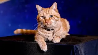 Goose post credit scene | Captain Marvel