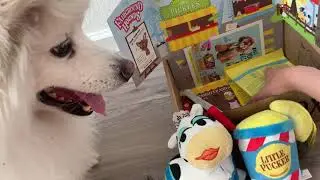 BarkBox Review | Barkbox Unboxing | August 2020 | Fairground Hounds
