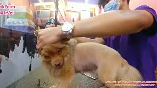 San Mateo Rizal 24 Hour Pet Grooming April 2019 ( CUSTOM CUT ) By Groomer Ariel ( 4_1 )