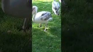 Pelican vs. Pigeon