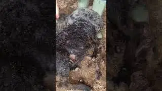 hand shearing a gotland sheep using jakoti shears