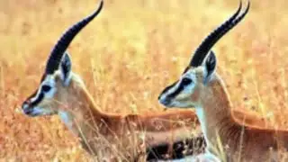 Antelope | Antelopes | Antelope Valley | Antelope Hunting | Antelope Sound | Antelope Video | Animal