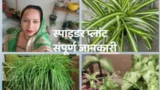 Spider Plant को घना बनाएं | Perfect Division & Repotting Tips# Propagation , 100% Successful Method