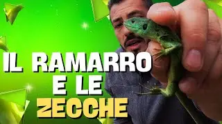 Il RAMARRO con le ZECCHE!! (Lacerta Bilineata).