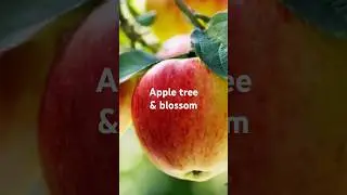 Delicious Apple#apple tree#apple blossom#benefits#shorts feed#viral shorts#trending shorts