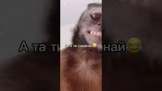 Автор 2 и 3 видео @LsOmega #мем #залити #прикол #обезьяна #обезьяна #lsomega