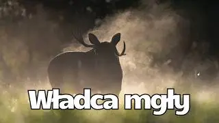 Władca Porannej Mgły | Obserwacja bukowiska łosi w Dolinie Wisły