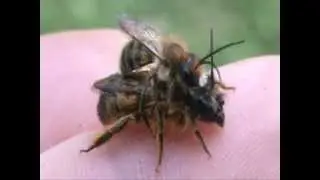 Leafcutter Bee Humping A Hornfaced Bee FAIL