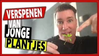 ZAAILINGEN VERSPENEN DOE JE ZO | 𝐌𝐨𝐞𝐬𝐭𝐮𝐢𝐧 𝐕𝐥𝐨𝐠 𝟏𝟏𝟔 | verspenen van jonge plantjes voor de moestuin