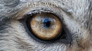 Pale Winter Air - Ethereal Winter Ambient Soundscape
