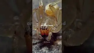 Yellow sac spider #facts #youtubeshorts #history #interesting #spiders