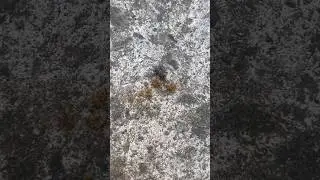 a flesh fly on cat food in the Republic of Cyprus | the earth&rsquo;s nature