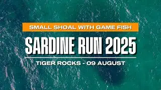 Sardine Run 2025 | Tiger Rocks | 09 August | Game Fish Smash Small Shoal