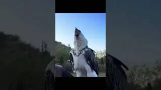 🦅 
