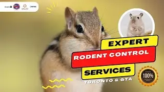 Rodent Control Experts | Professional Rat and Mouse Removal with Icon Pest