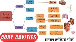 Body Cavities || Anatomy and Physiology || Hindi