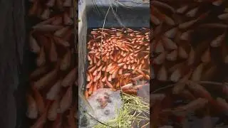 Healthy Red Tilapia in a Backyard Fish Tank  #RedTilapia #FishTankLife  #BackyardFarming