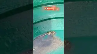 #Short - Goldibox Dredging in NC Clay Layer &ndash; Underwater Footage + Picker Found!