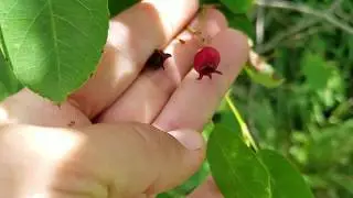 Serviceberry, Excellent Bird Food