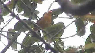 Golden Tanager, Tangar&aacute; Dorada (Tangara arthus)
