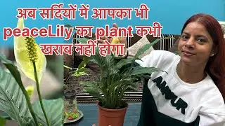 Peace Lily Care in Winter for Beginners🪴💚#winterplantcare #indoorplants #youtubevideo #garden 