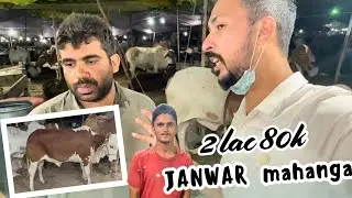 NORTHERN MANDI VLOG 2025 | letest cow rates & mandi updates | Qurbani  Animal Price.