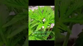 Yeah I topped a Blue Dream autoflower and it's doing just fine.. 😂🔥✌️@123fatbuds