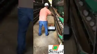 Demonstra&ccedil;&atilde;o Varredeira KG-770 STIHL - SEREGEL