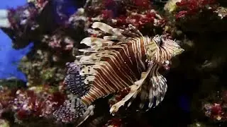 Lionfish Stock Video