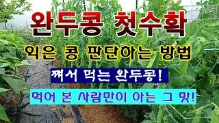 [텃밭농부 1,890]  맛있는 완두콩 첫 수확. 익은 콩깍지 구분하는 방법. #완두콩재배