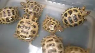 5 Month old Russian Tortoises