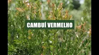 Cambuí vermelho - Myrciaria tenella